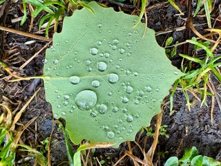 Leaf with water droplets on it