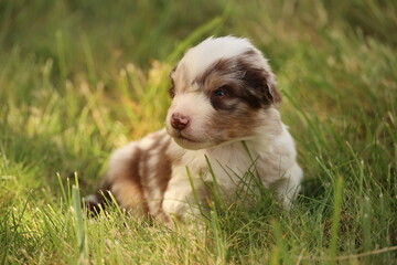 An Adorable Brown and White Puppy Playing in the Lush Green Grass of the Outdoors