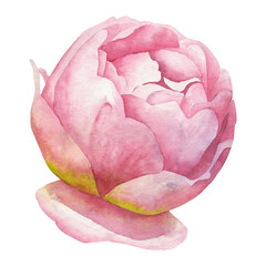  Watercolor illustration of a single pink English rose bud in bloom. Elegant floral element perfect for wedding stationery, romantic designs, and botanical art projects.