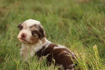An Adorable Australian Shepherd Puppy Sitting Happily in the Lush, Vibrant Green Grass