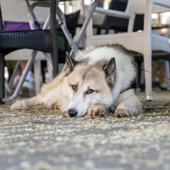Chien croisée husky et malamute couché sur une terrasse de café en ville à l'ombre