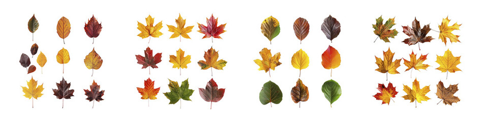 Fototapeta premium A collection of four panels showing the diverse colors of autumn leaves