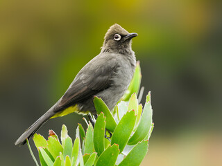 Cape Bulbul Perched on Plant