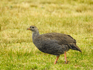Cape Spurfowl at Kirstenbosch Botanic Gardens