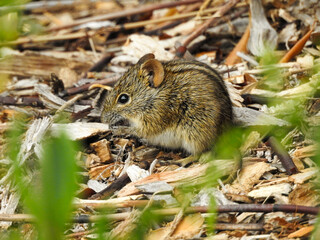 Four-striped Grass Mouse Eating