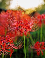 Red Spider Lily in Full Bloom