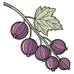 Illustration of purple gooseberries with a green leaf on a white background