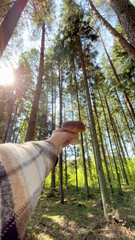 Hand holding of a porcini mushroom held in hand, sun rays shining through pine forest; forest therapy and mindfulness.