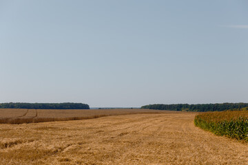 wheat field and blue sky