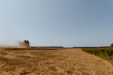 Combine  working on a golden wheat field during harvest season. Agricultural machinery collecting crops with a truck nearby for grain transportation. Rural landscape with cornfield, tree line