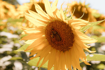 sunflower close up