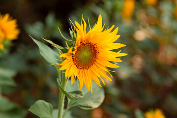 sunflower in the field