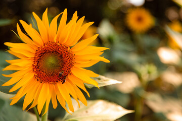 sunflower in the field