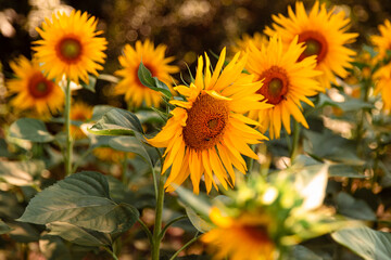 field of sunflowers