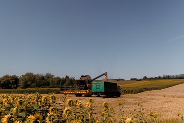 Combine  working on a golden wheat field during harvest season. Agricultural machinery collecting crops with a truck nearby for grain transportation. Rural landscape with cornfield, tree line