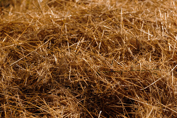 wheat hay