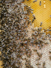 Bees tending brood in the hive&rsquo;s brood chamber. Visible combs with larvae. Nature shot from beekeeping practice. Copyspace