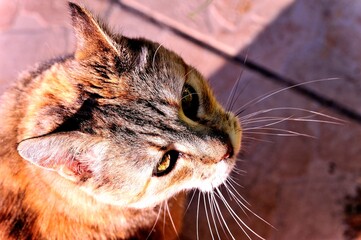 Portrait of a cat