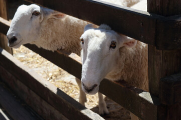 Two white sheep peeking through a wooden fence on a sunny day, rural farm animals, connection,...