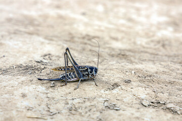 Grasshopper with long legs, close-up, on sandy ground, side view.