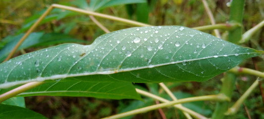 dew on leaf
