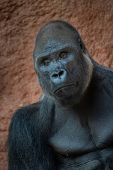 Western lowland gorilla (Gorilla gorilla gorilla). male