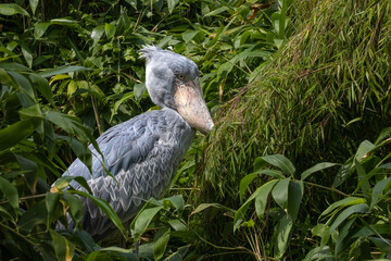 A shoebill  stork standing surrounded by plants and waiting.