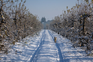 Apple orchard during winter in Rogow village, Lodz Province, Poland