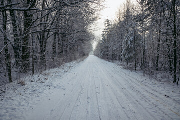 Rural road in Rogow village, Lodz Province of Poland