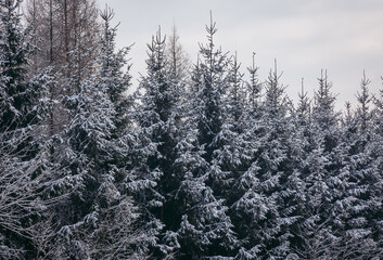 Winter in Poland, trees in forest in Lodz Province