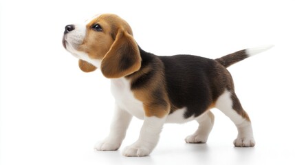 A young tricolor Beagle puppy with black, brown, and white fur stands against a plain white background,