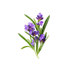Sprig of Lavender Flowers with Green Leaves Isolated on Black Background