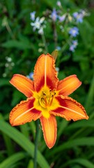 Obraz premium Vibrant orange daylily in full bloom, surrounded by greenery and blurred blue flowers