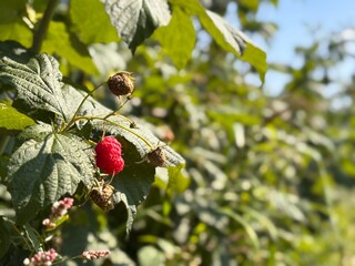 Ripe Raspberry Growing on Bush in Sunny Orchard During Summer Harvest Season
