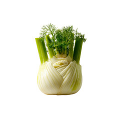 Fresh Fennel Bulb with Green Stalks and Fronds - Close-up Studio Shot