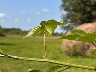 New Green Leaf Emerging on a Sunny Day in a Lush Meadow With a Large Rock in the Background