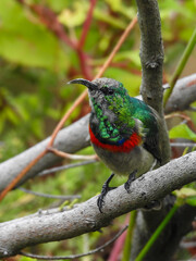 Southern Double-collared Sunbird Perched in Tree