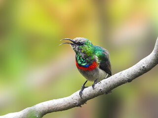 Male Southern Double-collared Sunbird Singing