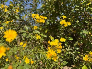 Bright Yellow Wildflowers Bloom in a Sunny Clearing Surrounded by Greenery During a Warm Afternoon