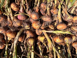 Harvesting Fresh Onions During Late Summer in a Rural Field