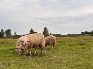 Sheep Grazing Peacefully on a Grassy Field Under Cloudy Skies in a Rural Setting