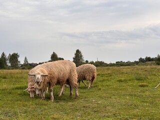 Obraz premium Sheep Grazing Peacefully in a Vast Green Meadow Under an Overcast Sky