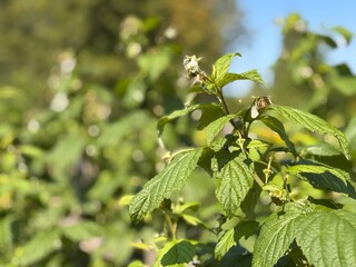 Fototapeta premium Close-up View of Green Raspberry Leaves in a Sunny Garden During Early Summer