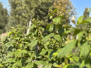 Green Raspberry Plants Growing in a Sunny Garden During Late Summer in a Suburban Area