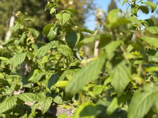 Green Leaves Thrive in Sunlight at a Vibrant Garden During a Crisp Autumn Afternoon in the...
