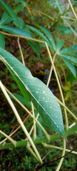 water drops on the grass