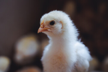 White chick on a chicken farm in Poland