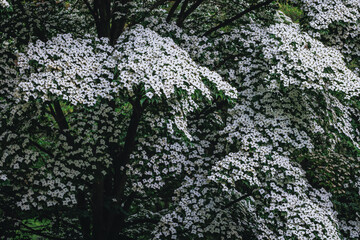 White flowers of Cornus kousa small deciduous tree