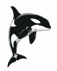 Naklejka premium Side View Orca Whale Black and White Vector