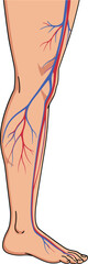 Human leg vascular system with detailed veins and arteries anatomy medical vector illustration